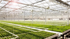 Chương trình Thực tập Nông nghiệp Hà Lan (Netherlands Agriculture Traineeship Program)